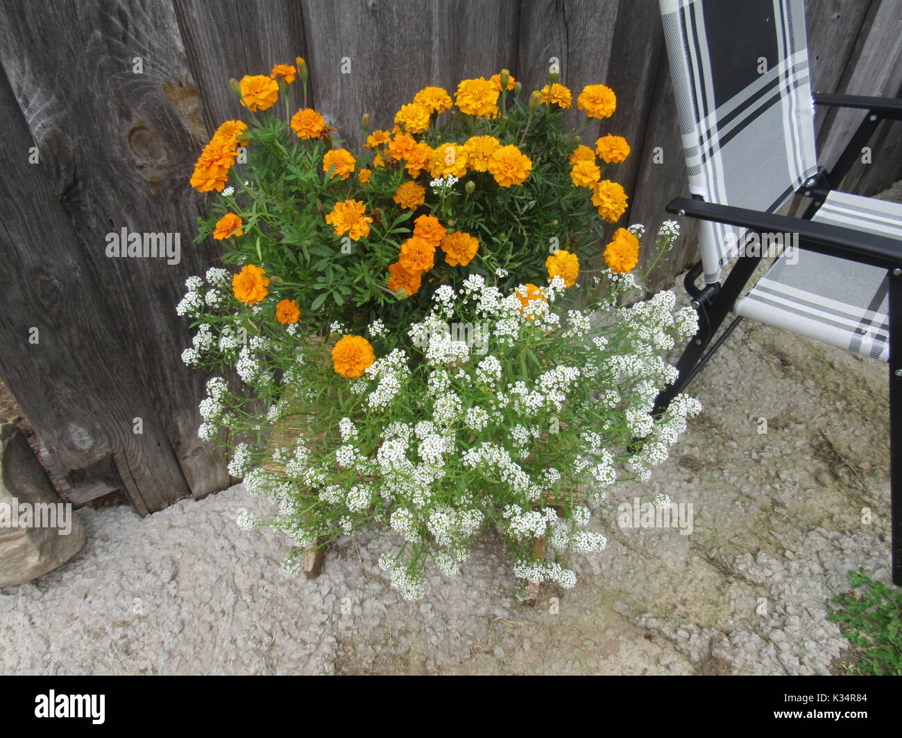 Easy to grow garden flowers in various colors and types. Daisy type