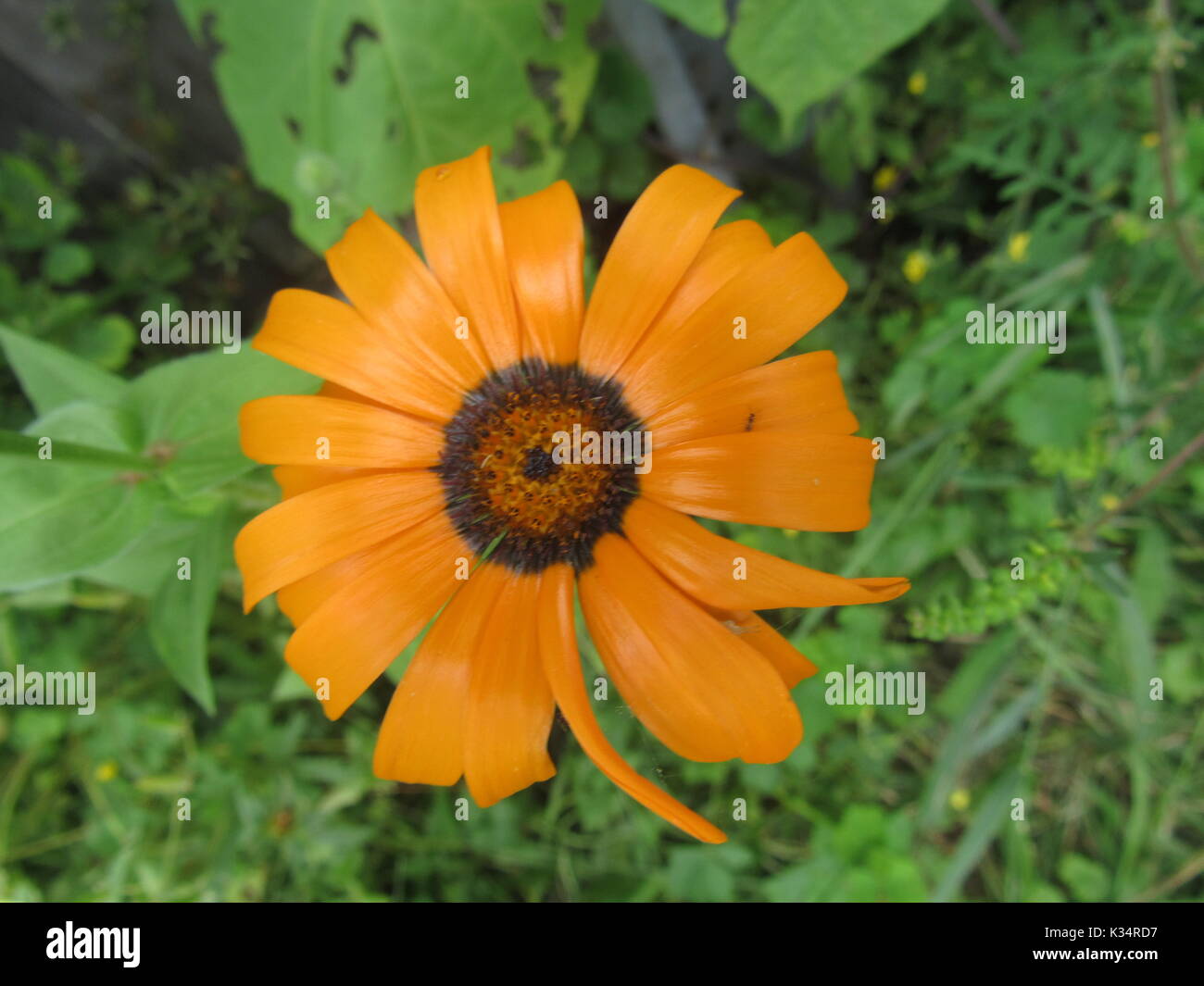 Easy to grow garden flowers in various colors and types.  Daisy type flowers. Stock Photo