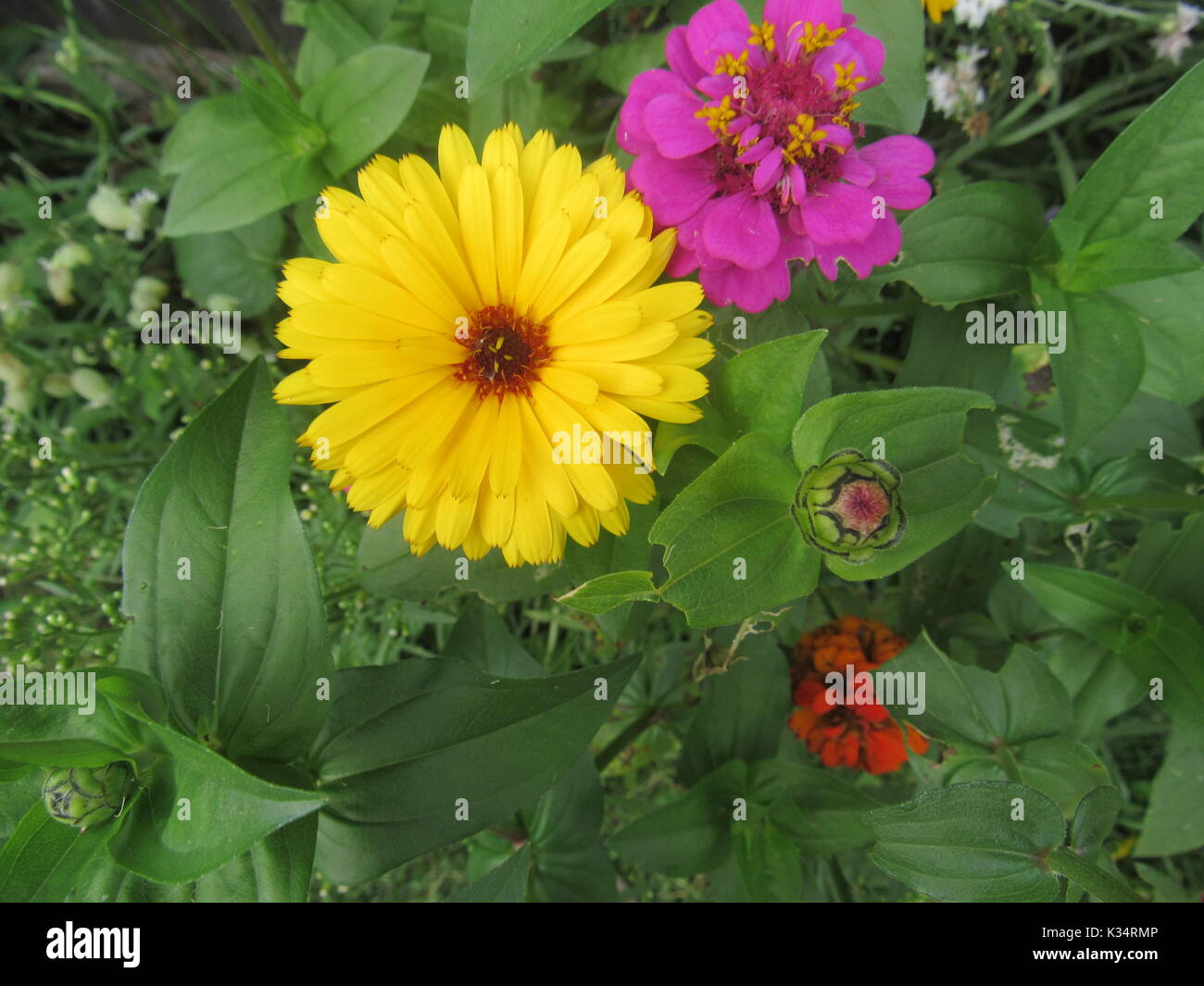 Easy to grow garden flowers in various colors and types.  Daisy type flowers. Stock Photo