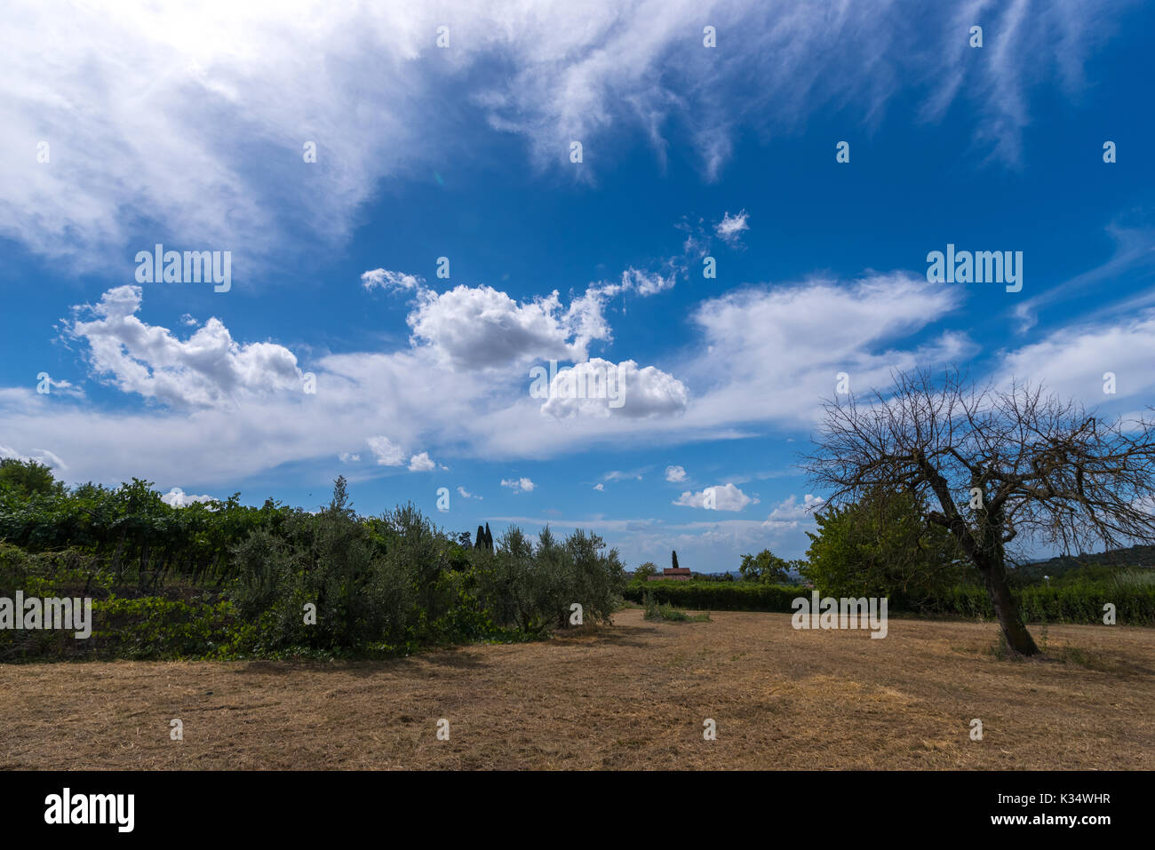 Empty dry garden in Valpolicella, Veneto ,Italy with dry empty tree on blu sky and wite clouds. Vine in background. Italian house in background. Stock Photo