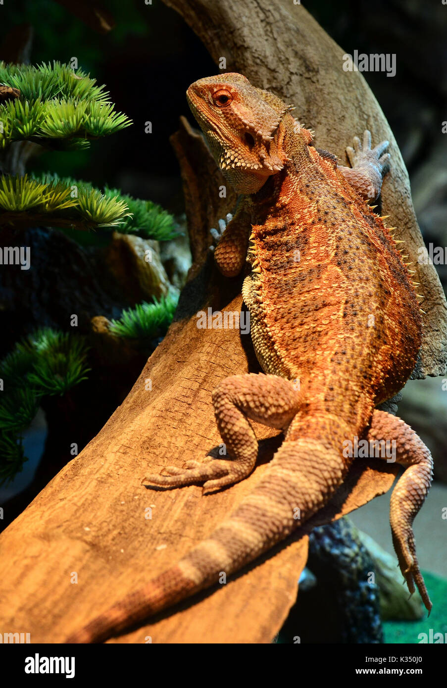 Bearded dragon - pogona vitticeps Stock Photo