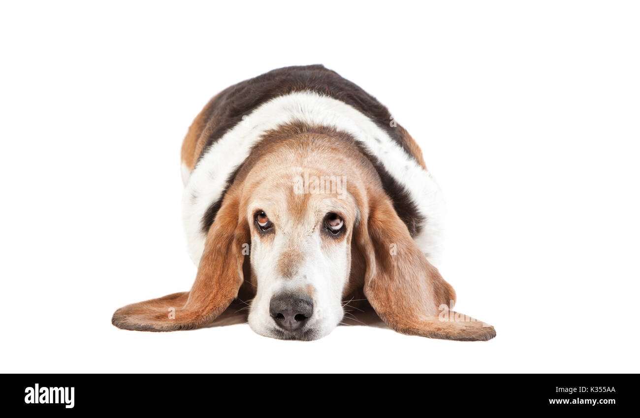 a basset hound lying and looking to the camera, background white Stock Photo