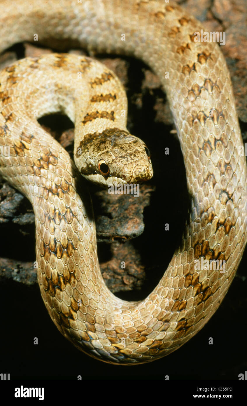 Smooth Snake Coronella austriaca. Stock Photo