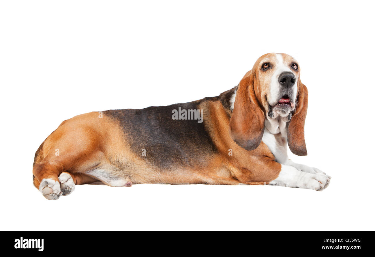 a basset hound lies and looks to the camera, background white Stock Photo