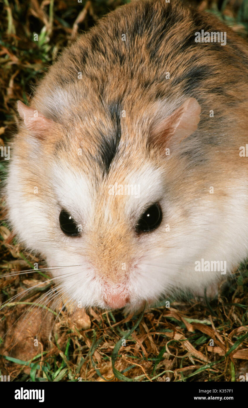 Roborovski or Desert Hamster Phodopus roborovski. Portrait showing white patches above the eyes, and lack of a dorsal stripe characterizes this specie Stock Photo