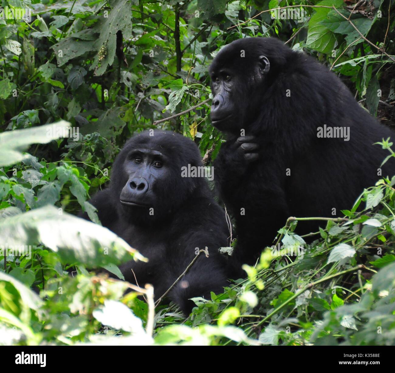 A pair of mountain gorillas, sitting in the dense bushes Stock Photo