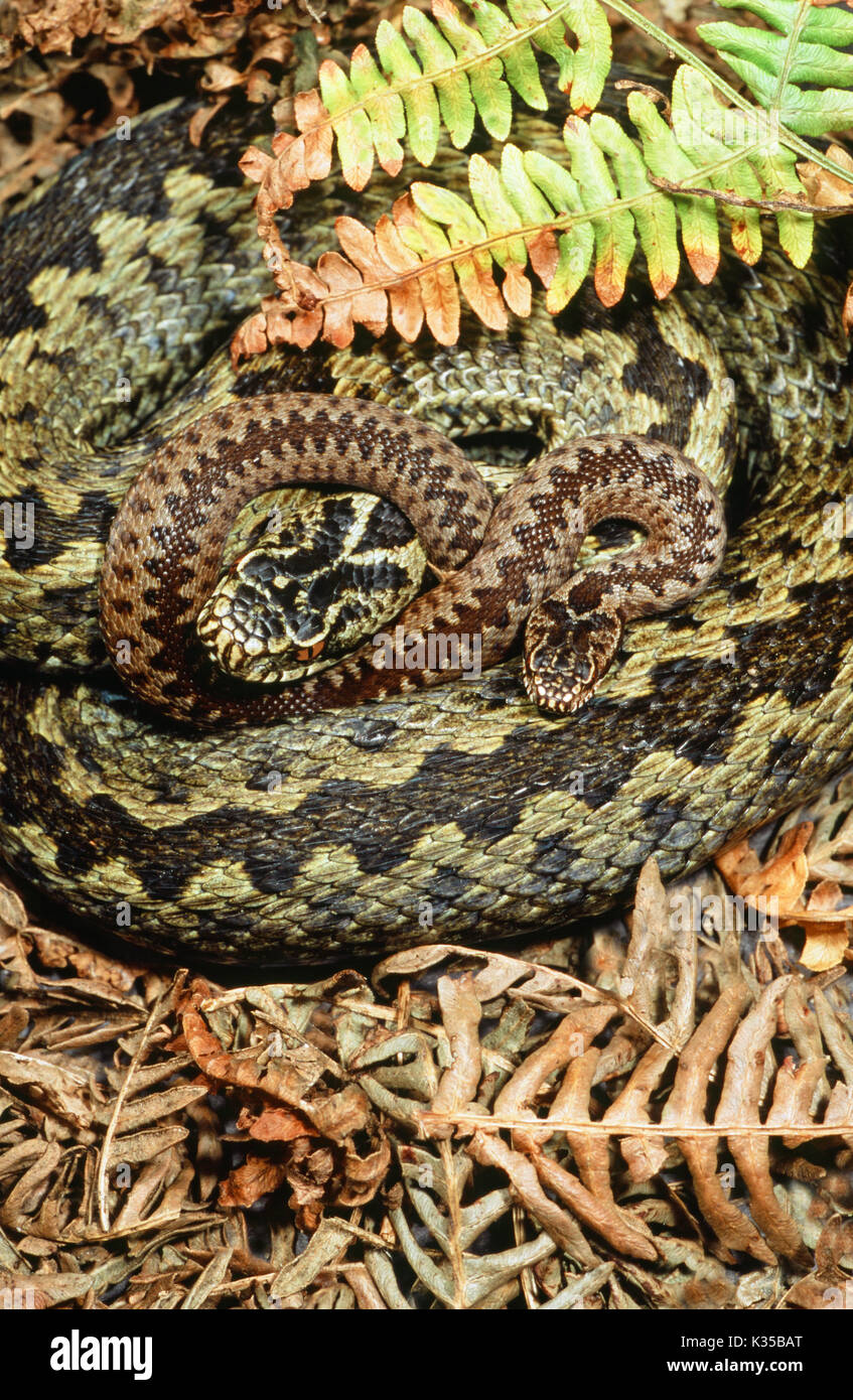 Adder or Northern Viper  Vipera berus. Adult female and new born young one entwined. Stock Photo