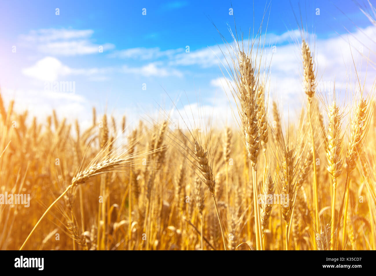 Gold wheat field and blue sky Stock Photo - Alamy
