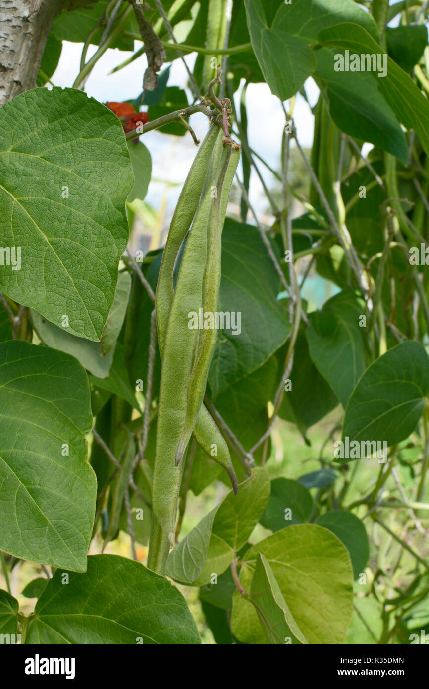 climbing vine bean