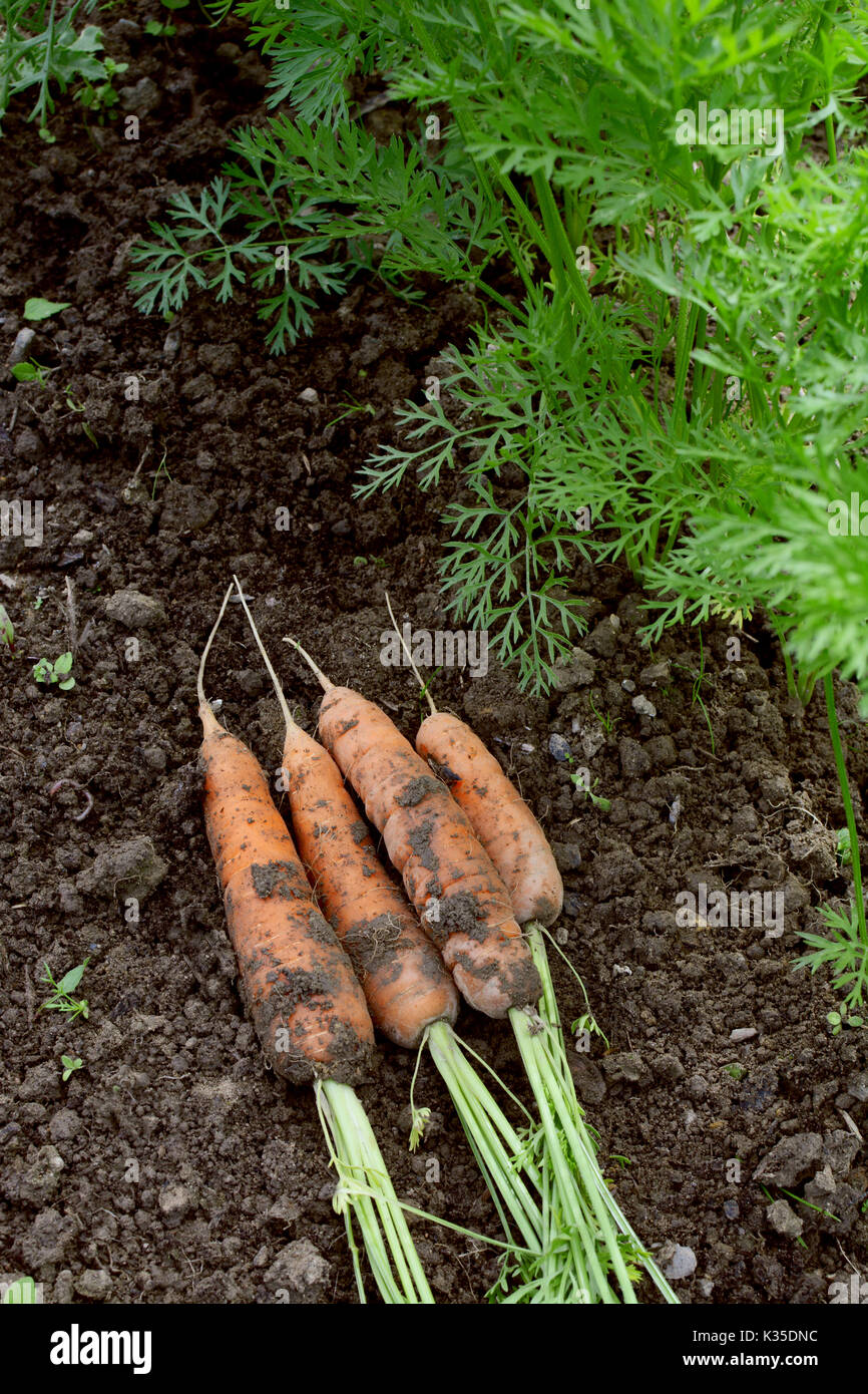 Freshly harvested carrots lie on the soil next to frondy green foliage of carrot plants Stock Photo
