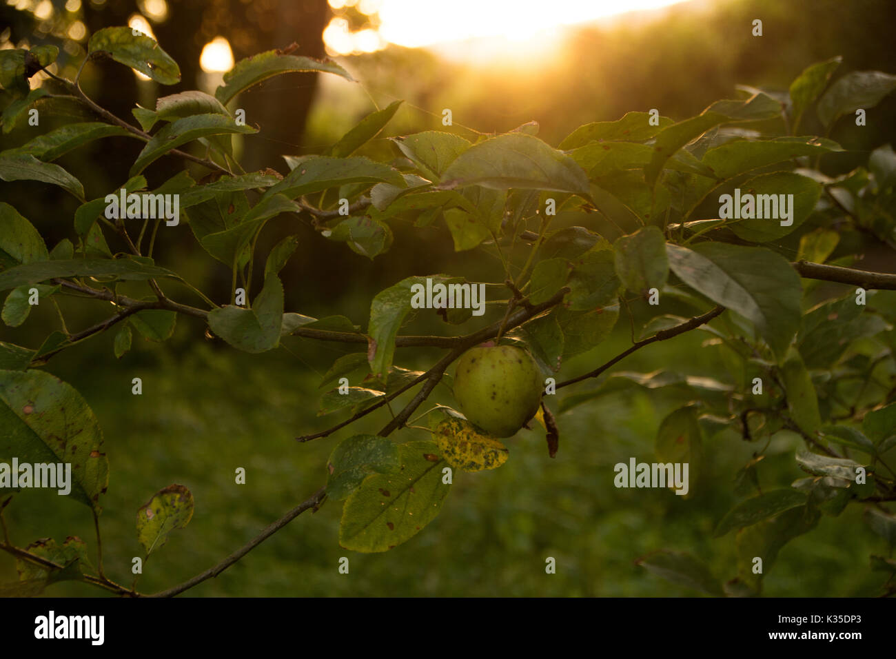 Backlit apple tree at sunset Stock Photo