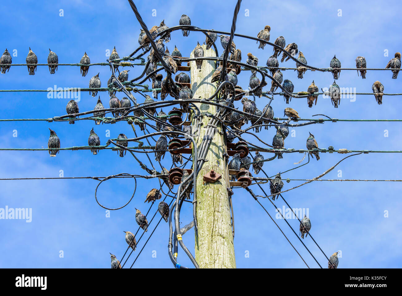 Telegraph pole and garden hires stock photography and images Alamy