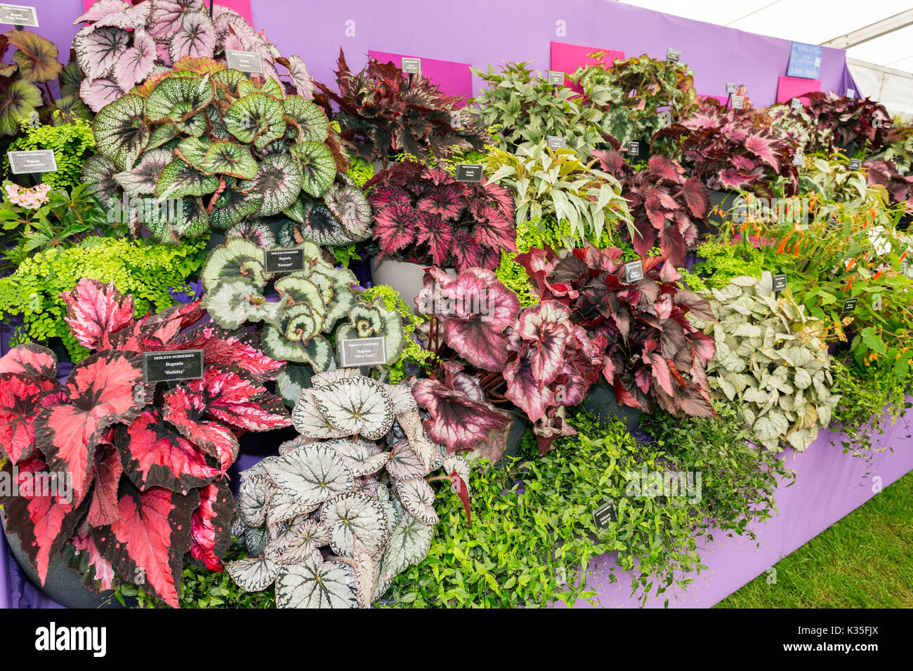 An impressive display of different begonia varieties in the Floral Marquee at the 2017 RHS Malvern Spring Show, Worcestershire, England, UK Stock Photo