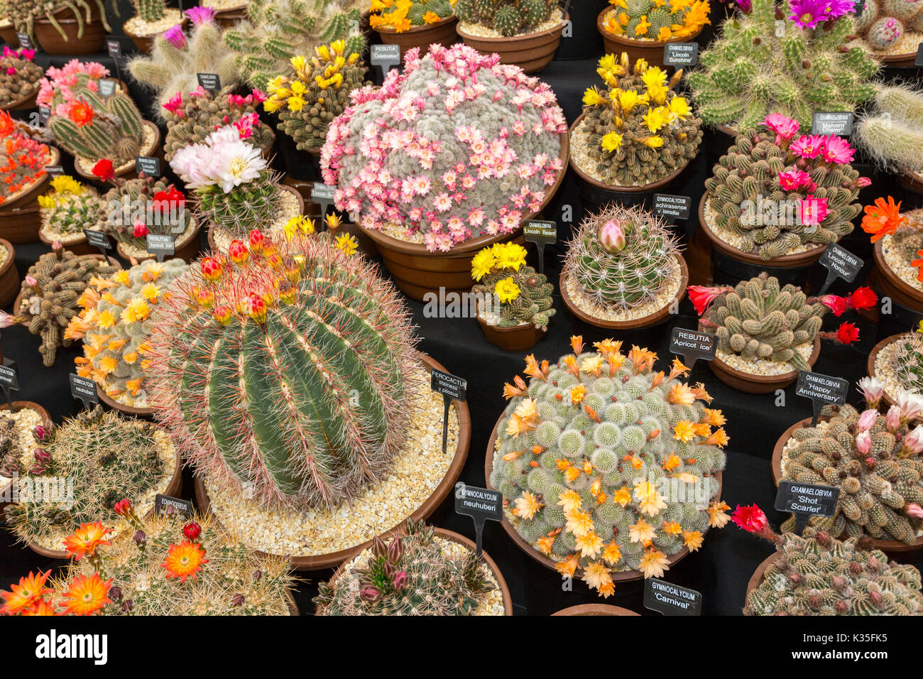 Flowering Cacti High Resolution Stock Photography And Images Alamy