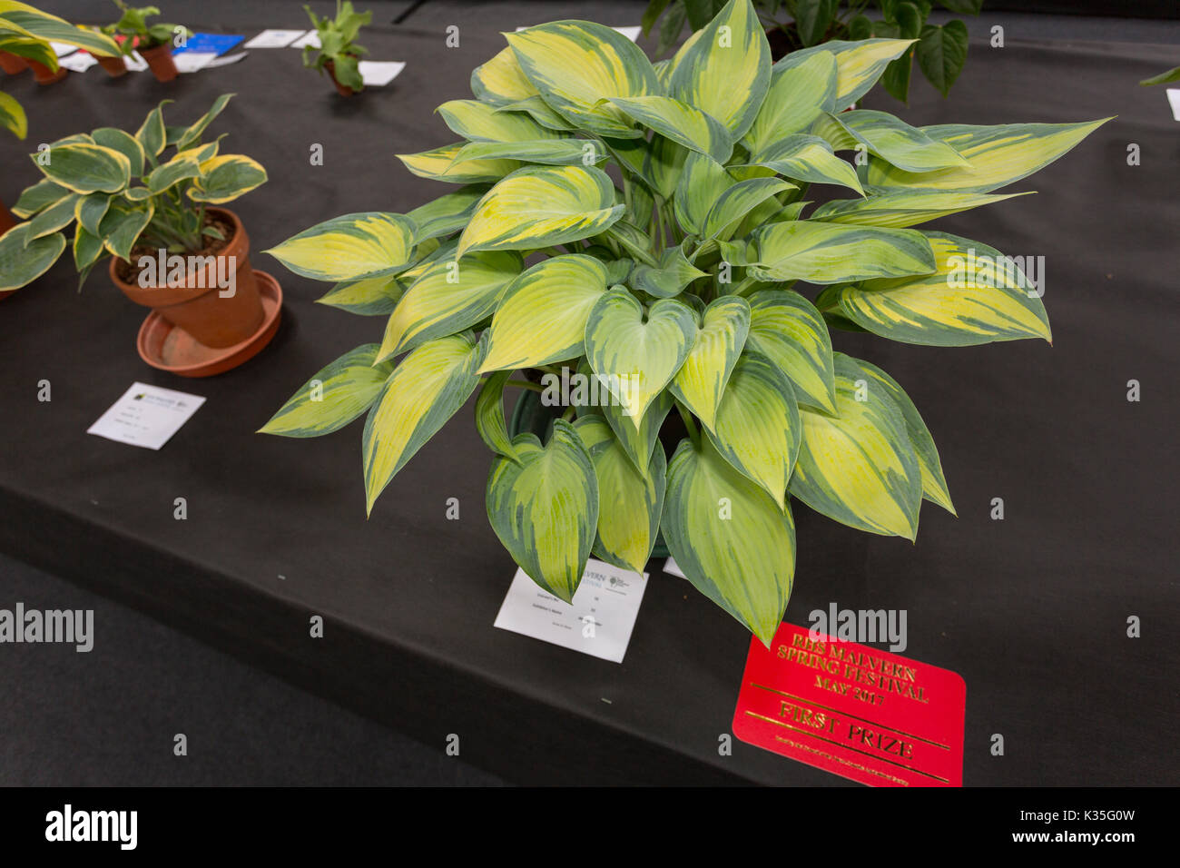 Hostas Rhs Impressive examples of different hosta varieties on the competition ...