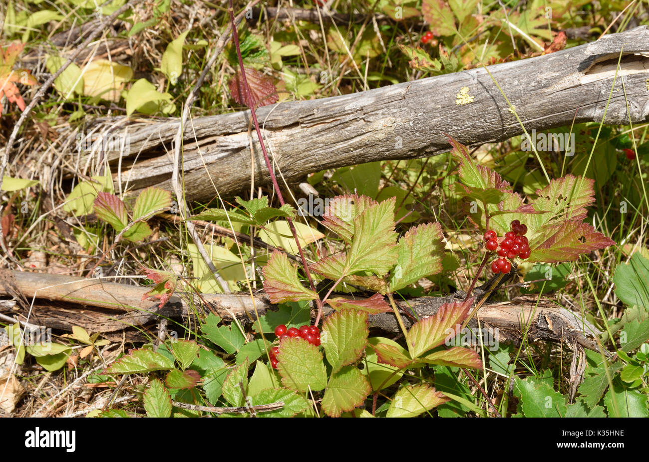Stone bramble berry (Rubus saxatilis) and a dry branch in sunshine, picture from the North of Sweden. Stock Photo