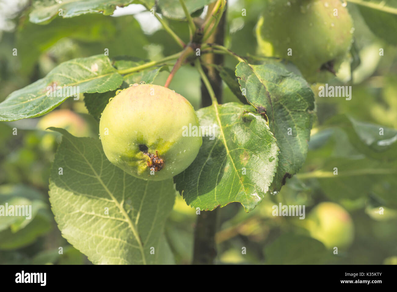 small apples ripening on tree branches by summer Stock Photo