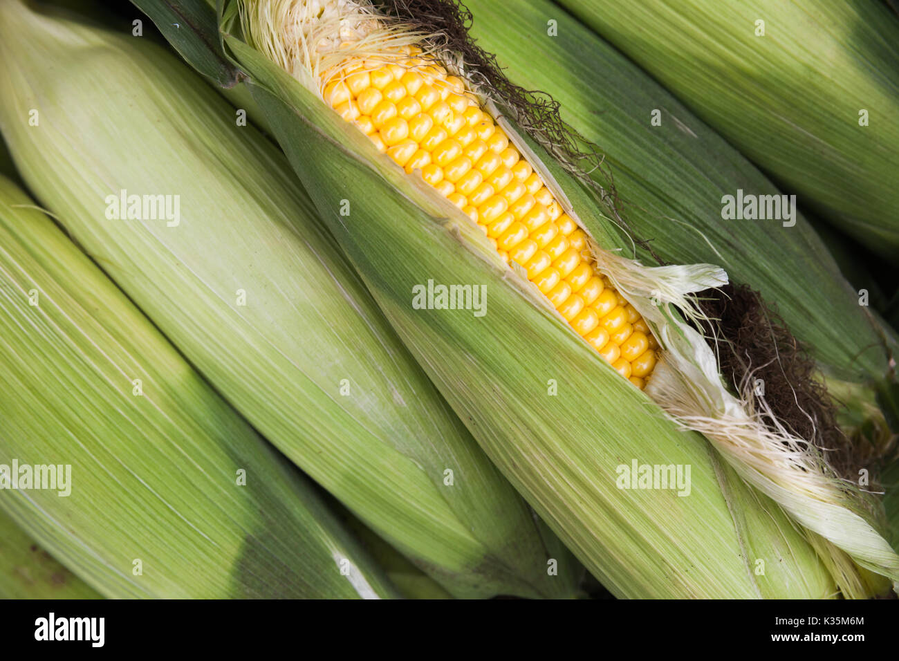 Corn cobs lay on the counter of street food market on Madeira island, Portugal. Close-up photo with selective focus Stock Photo