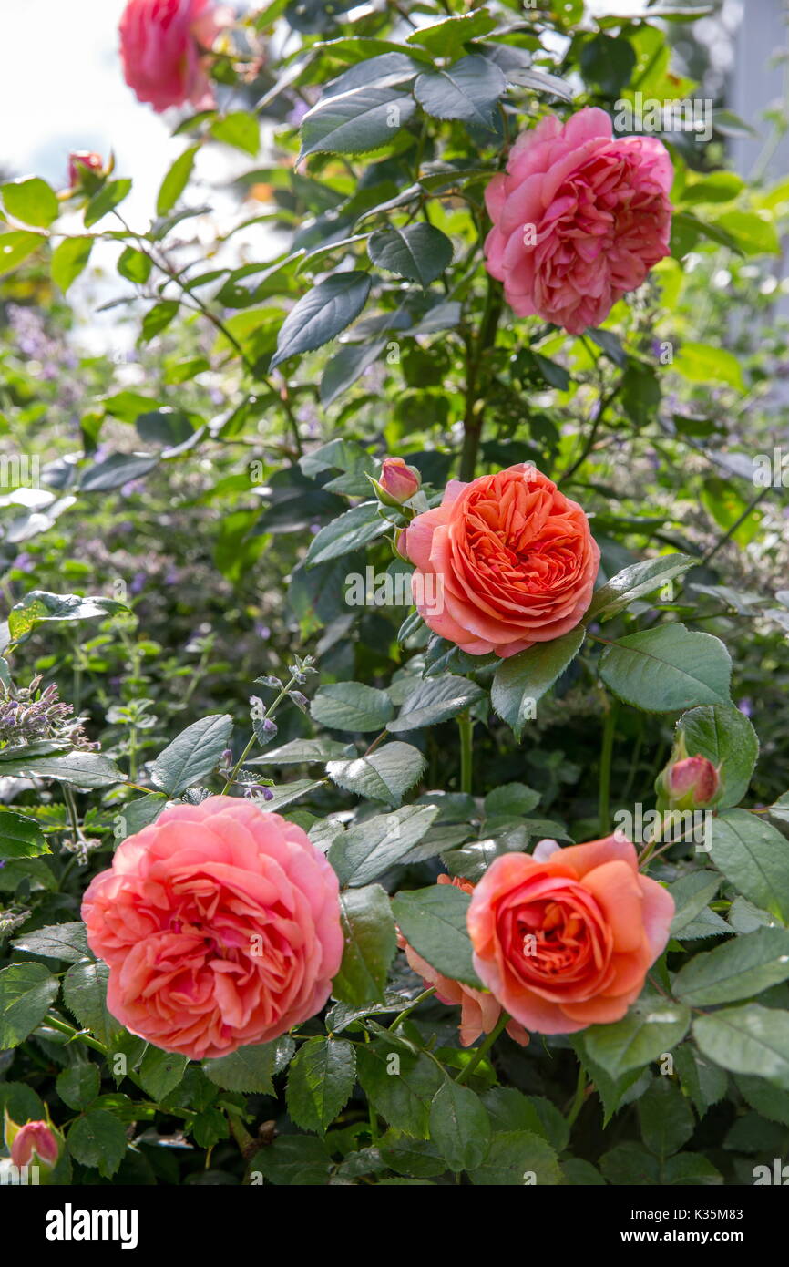 Chippendale rose hi-res stock photography and images - Alamy