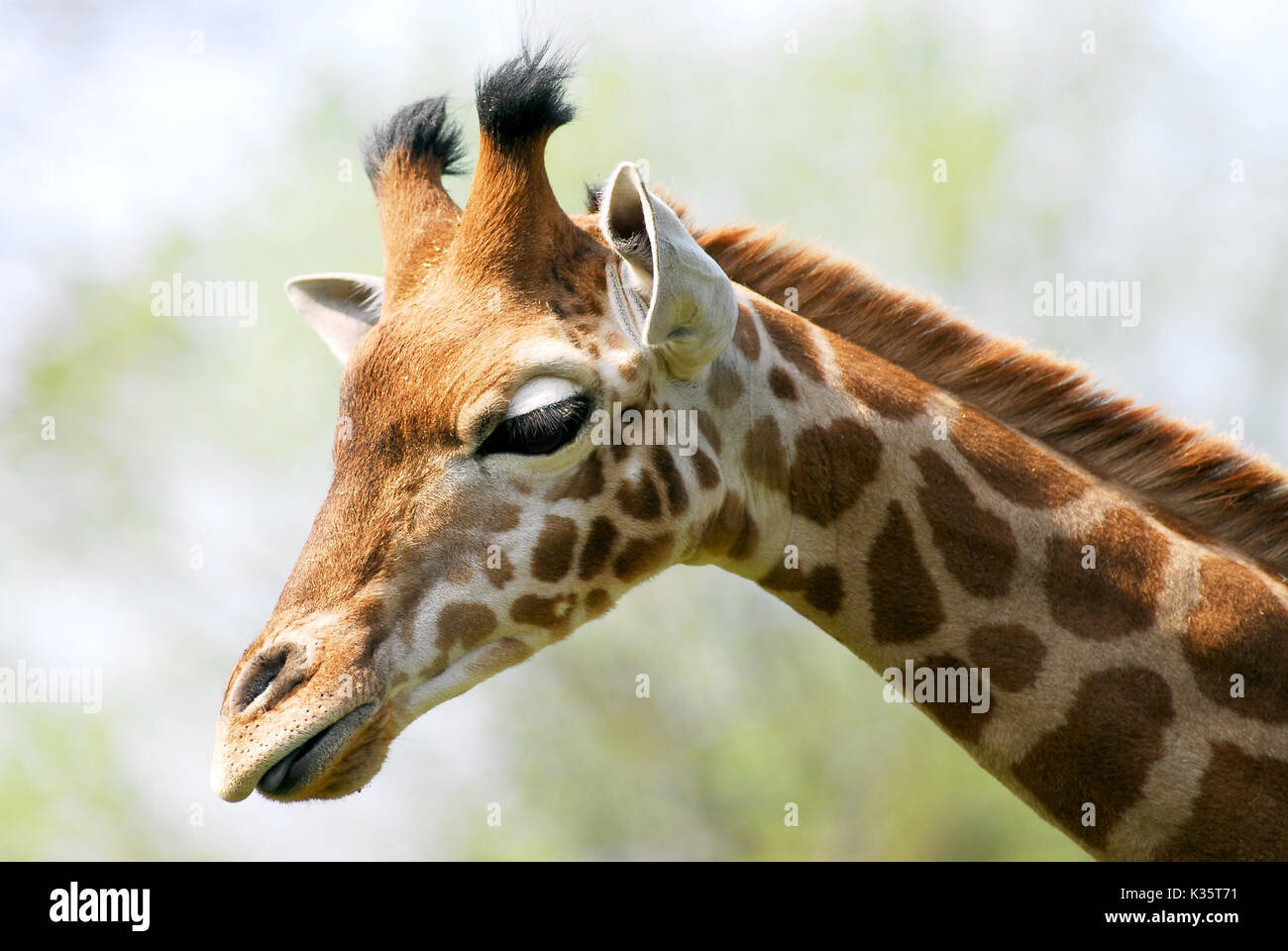 Profile portrait of giraffe (Giraffa camelopardalis) Stock Photo