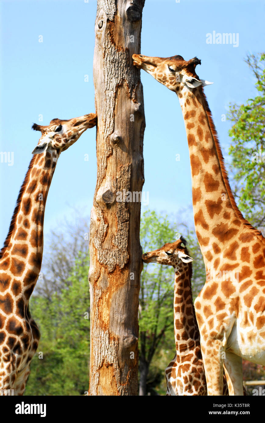 Closeup of three giraffes (Giraffa camelopardalis) near of trunk tree Stock Photo