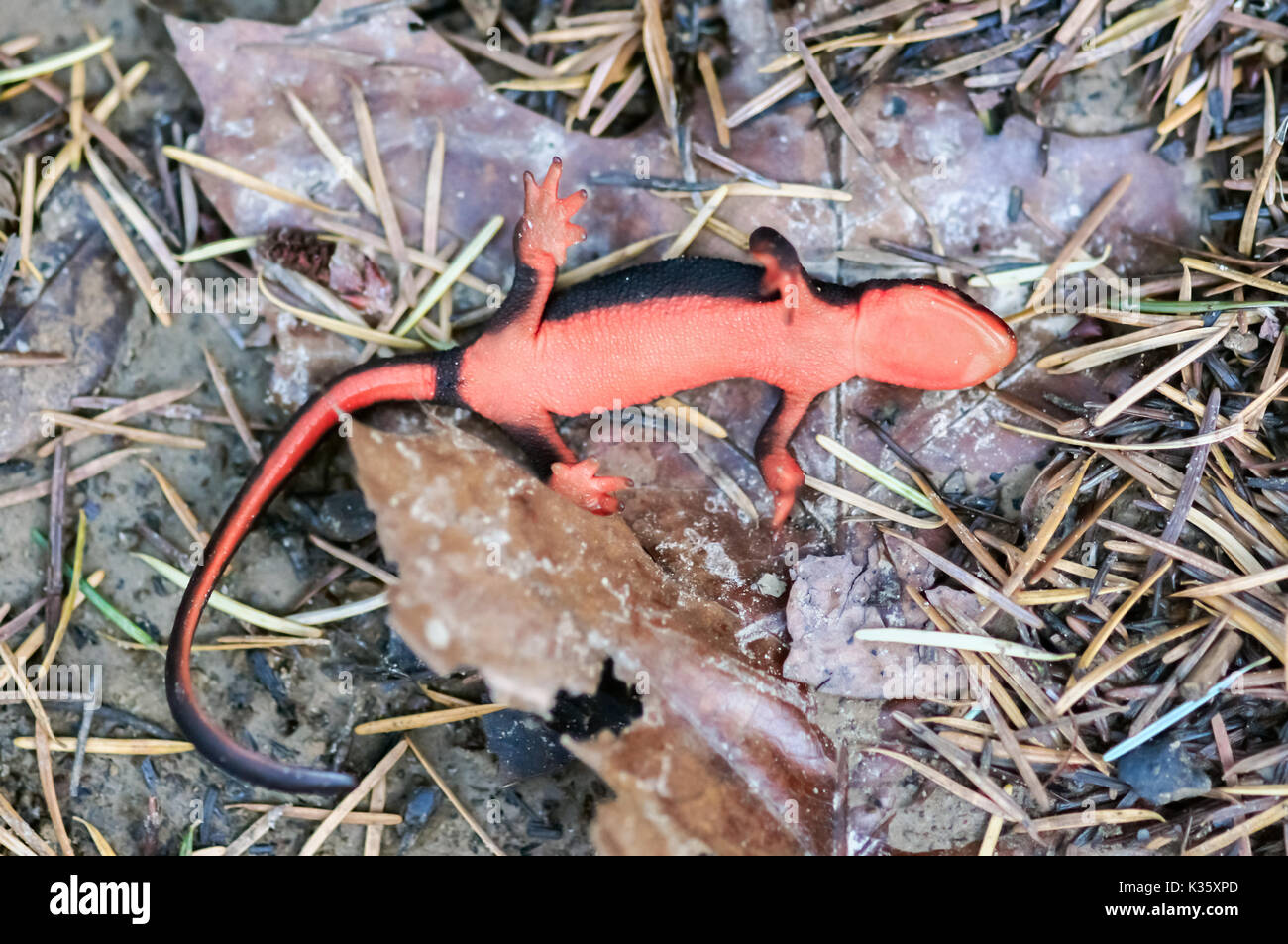Red-bellied Newt (Taricha rivularis) playing dead. Stock Photo