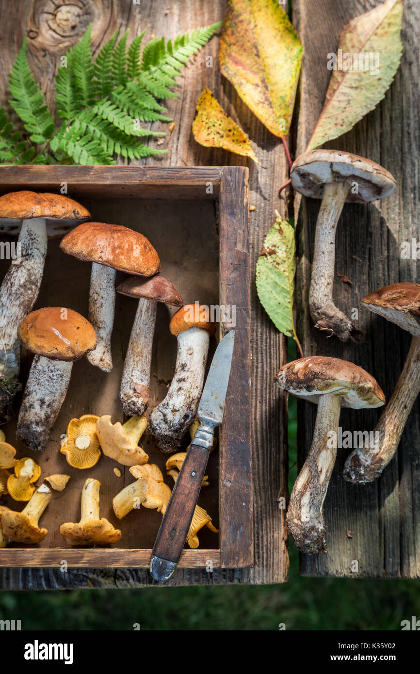 Edible wild mushrooms full of flavour and aromatic Stock Photo - Alamy
