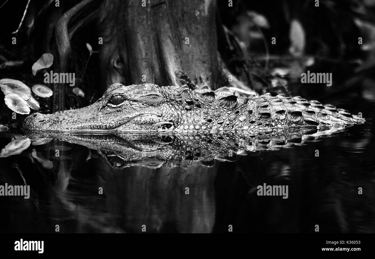 American alligator - alligator mississippienis Stock Photo