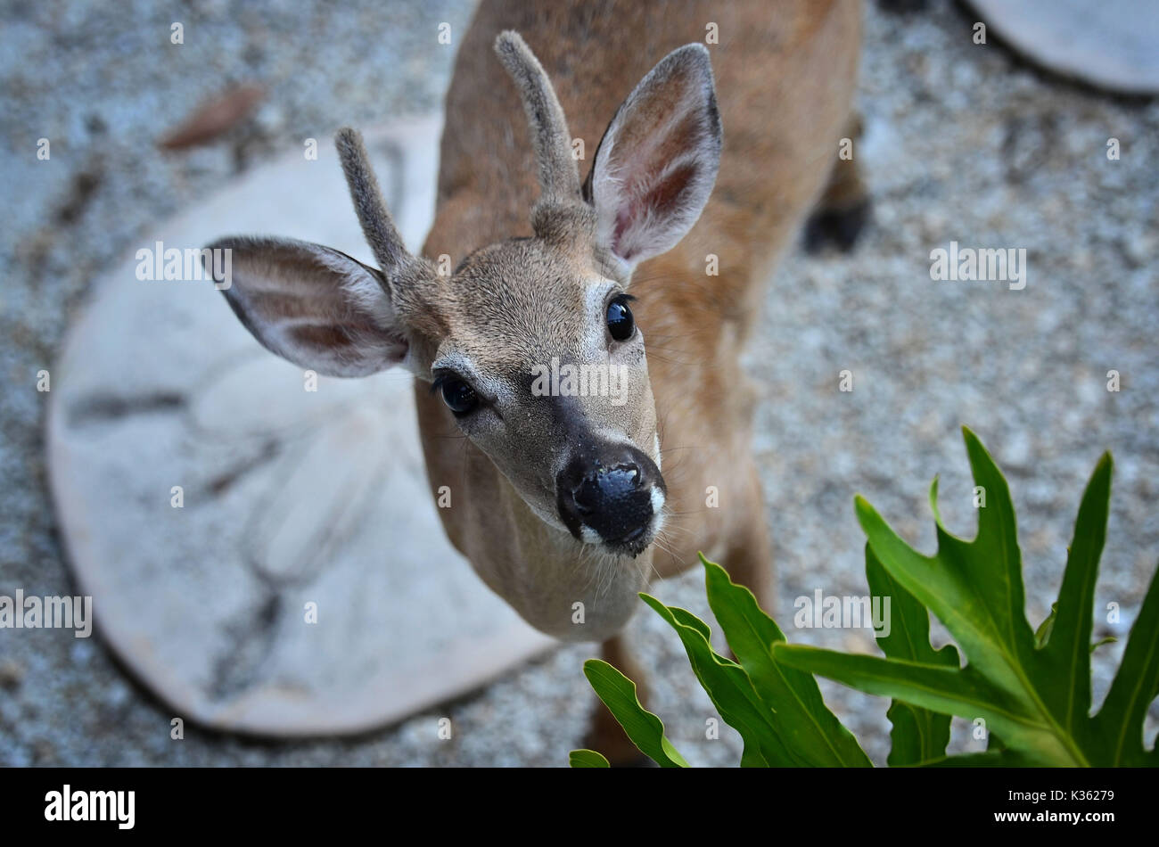 Key deer - odocoileus virginianus clavium Stock Photo