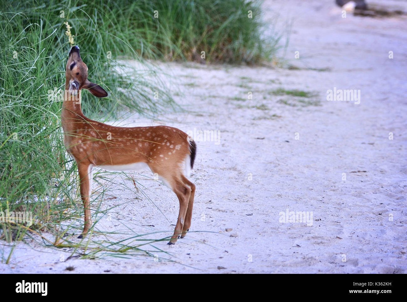 Snack time on the beach for a baby Key deer - ococoileus virginianus clavium Stock Photo