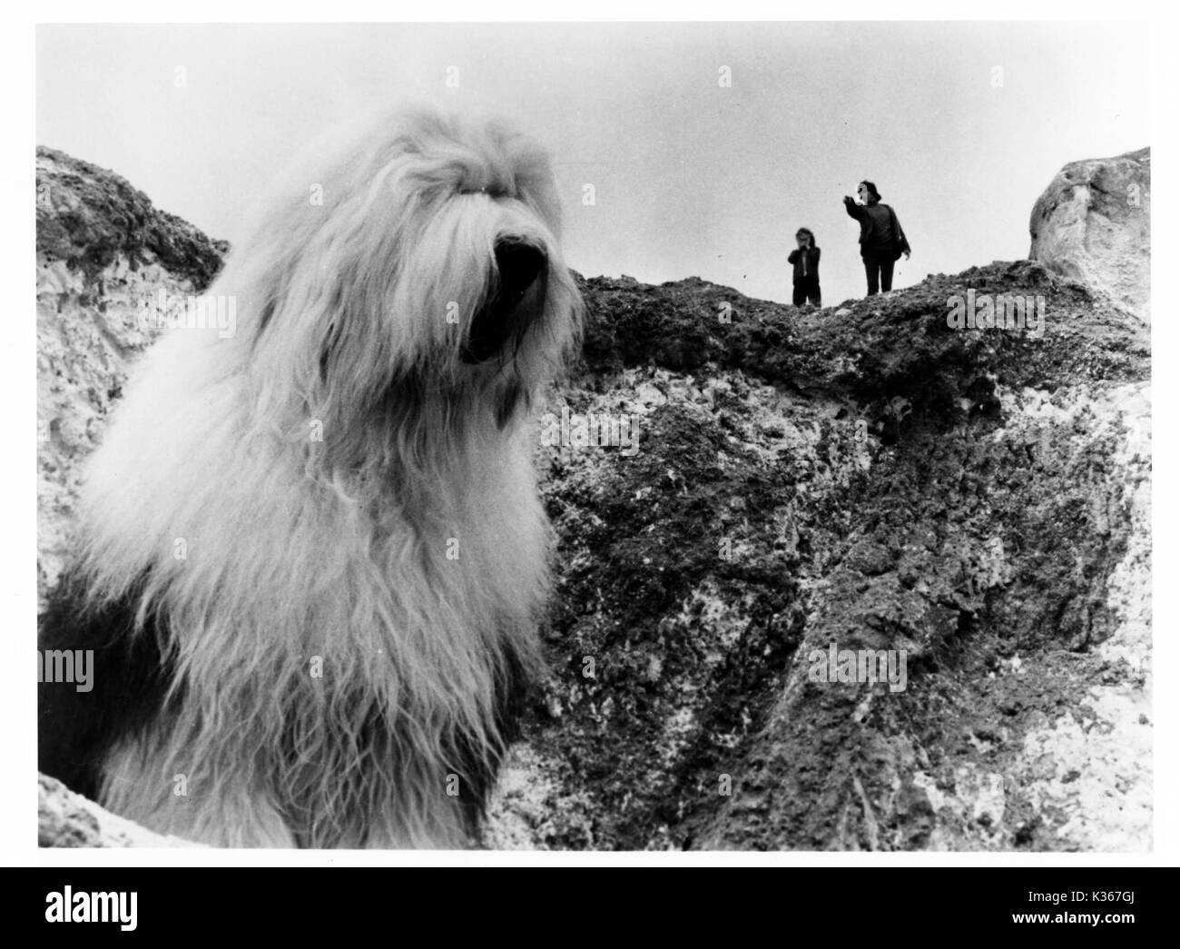 Zorba The Biggest Dog On Earth