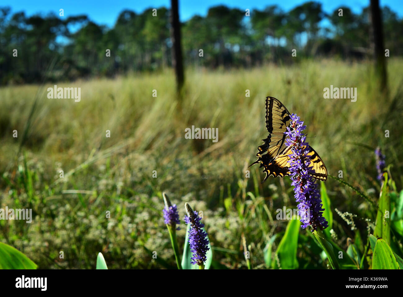 Eastern tiger swallowtail Stock Photo