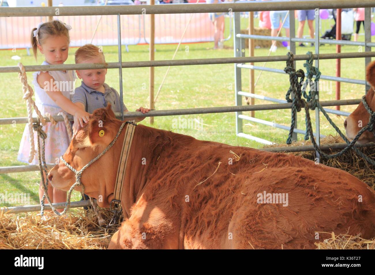 young children meeting a cow for the first time Stock Photo