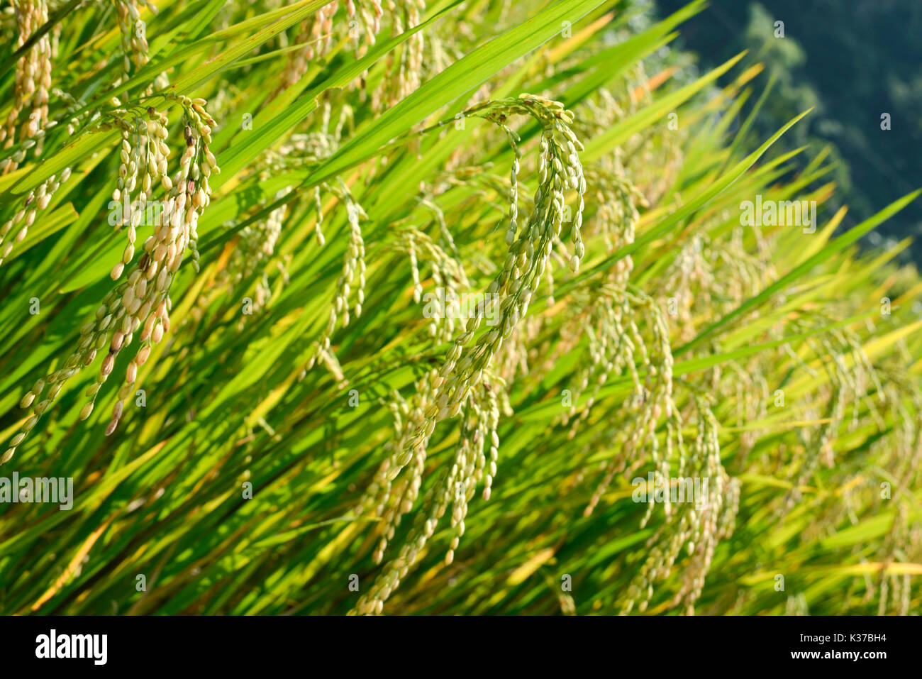 Mai chau field hi-res stock photography and images - Alamy