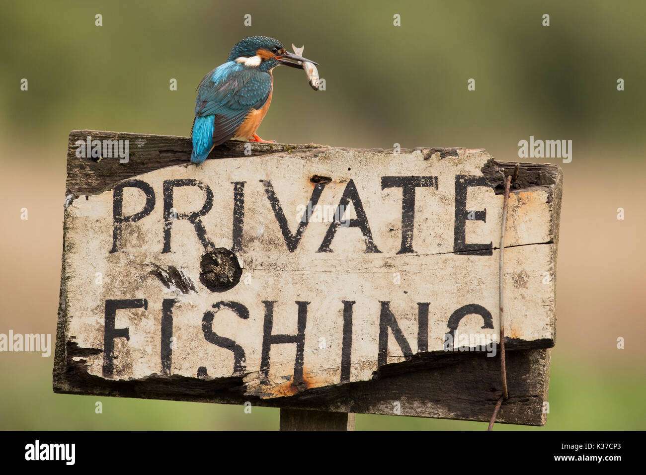 Male Kingfisher cheekily perched on a Private Fishing sign, while eating a fish. Stock Photo