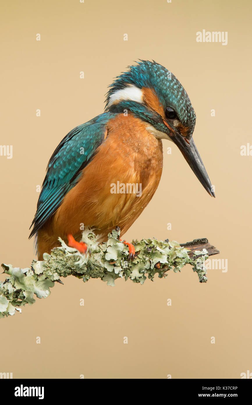 Male Kingfisher perched against a lovely green diffused background. Stock Photo