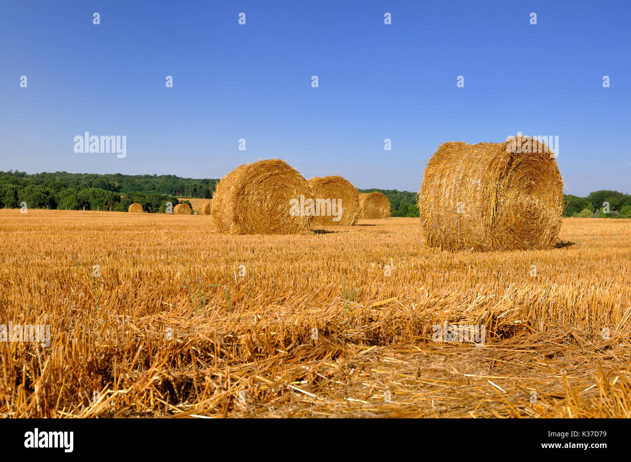 straw bale in a field under blue sky Stock Photo - Alamy