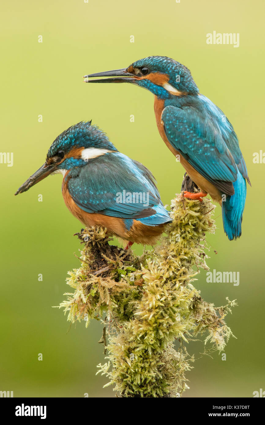 Male And Female On The Cover Hi res Stock Photography And Images Alamy male-and-female-on-the-cover-hi-res-stock-photography-and-images-alamy