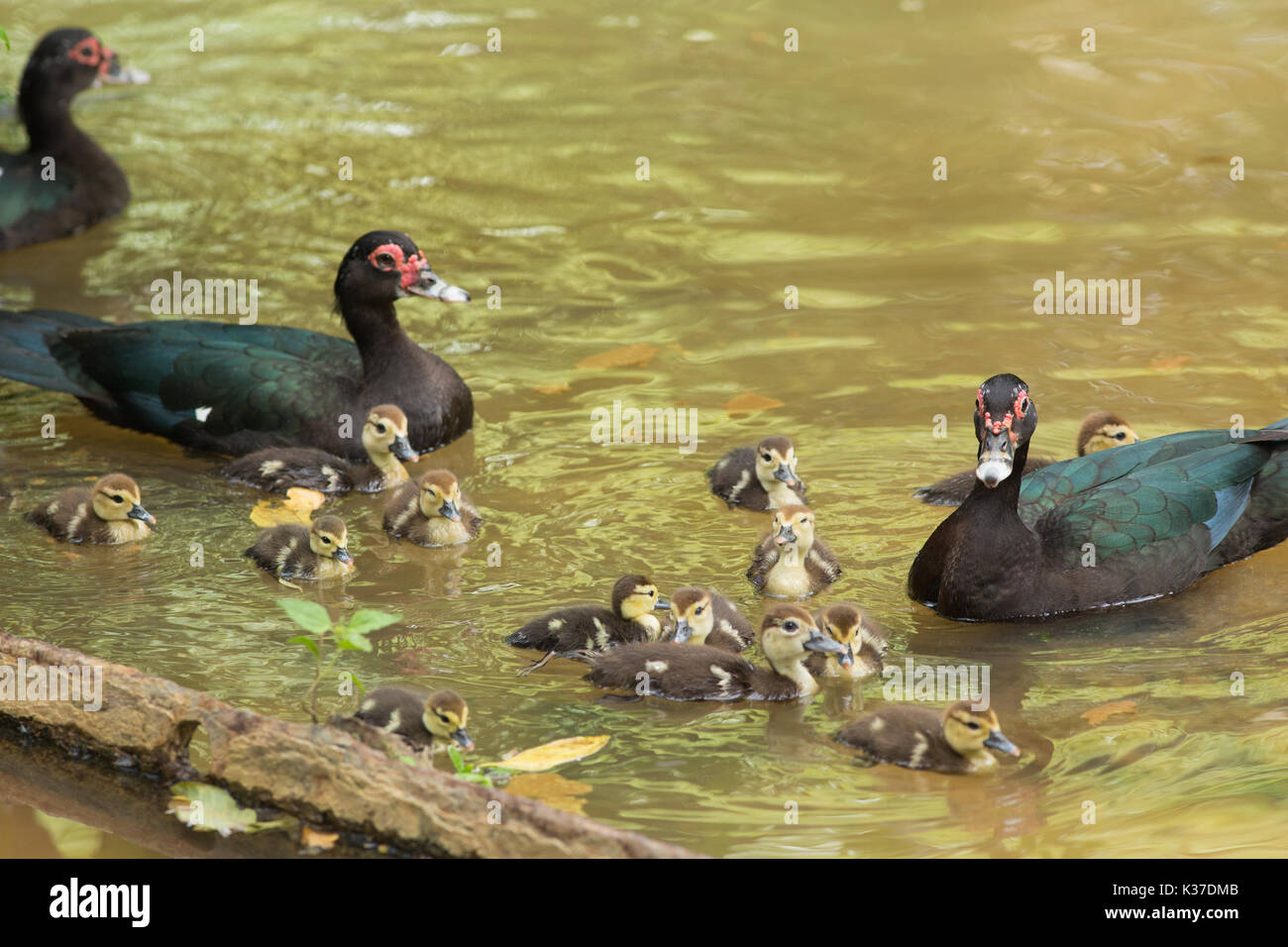 Muscovy Ducks (Cairini moschata).  A creche of two families of ducklings of different age. Trinidad. West Indies. Stock Photo