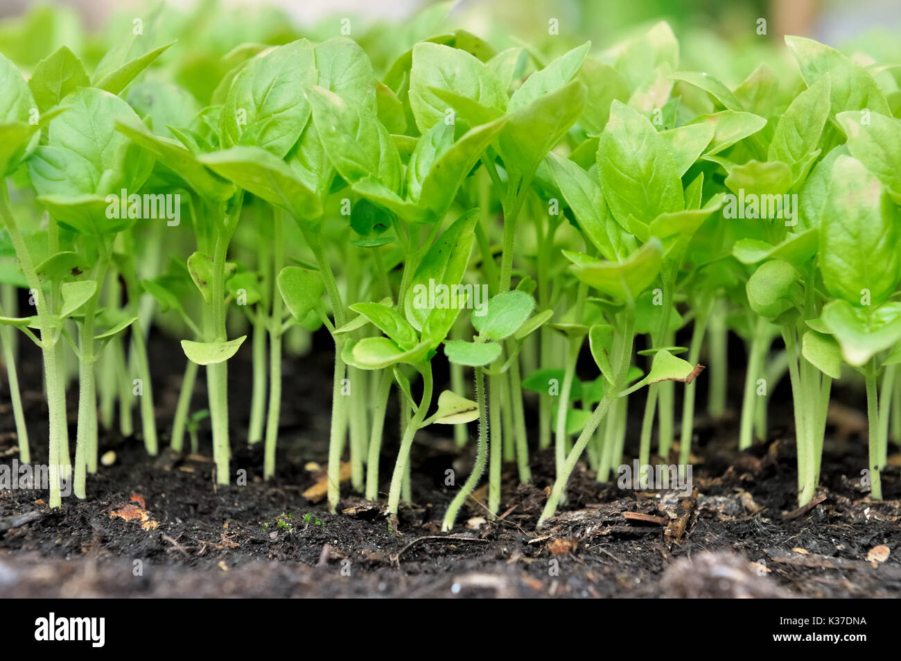 close on seedlings of basil in soil Stock Photo Alamy