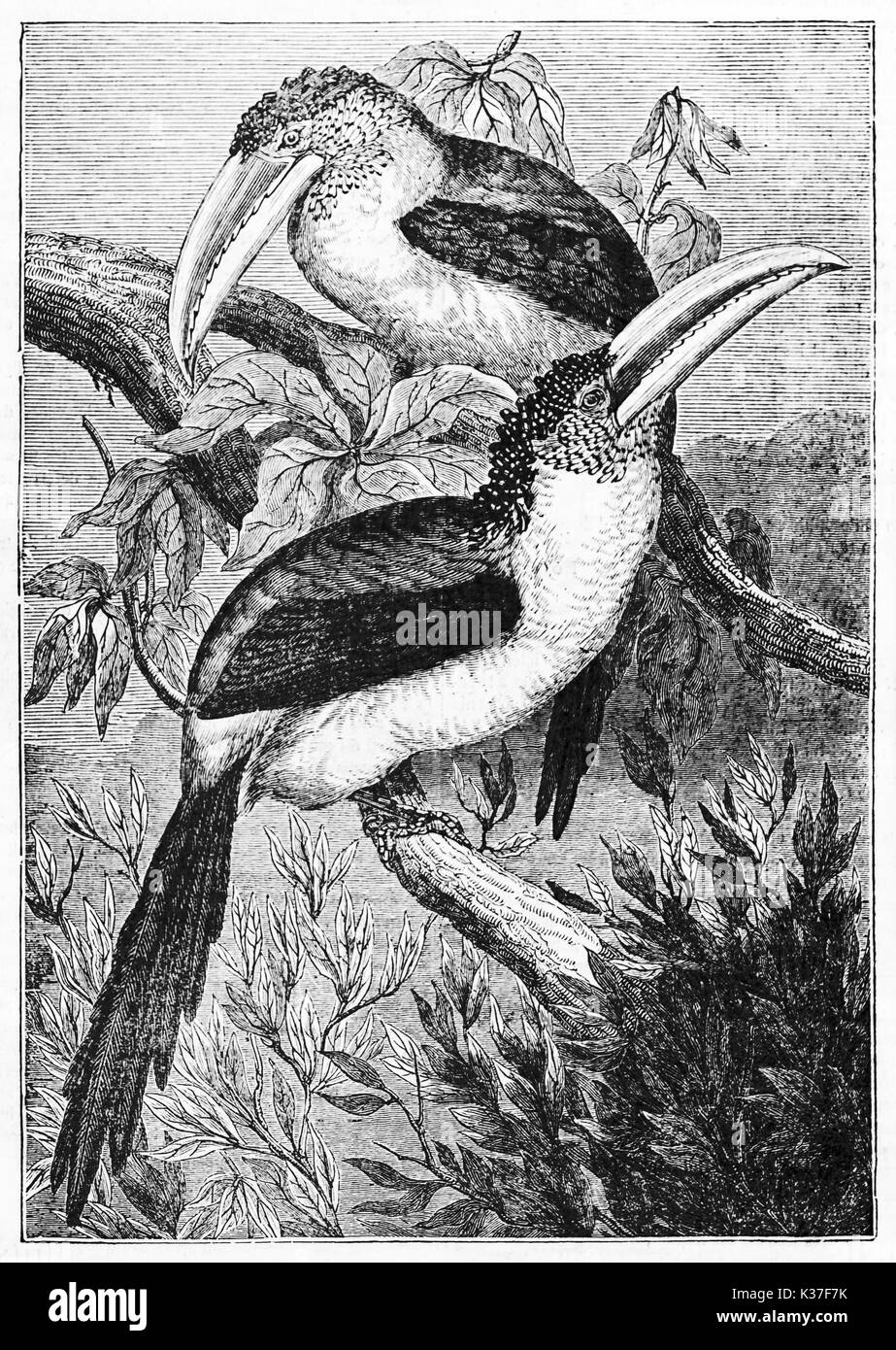 Couple of ancient birds with a strong beck on a branch, Curly-crested Aracari (Pteroglossus beauharnaesii). Old Illustration by unidentified author published on Magasin Pittoresque Paris 1834 Stock Photo