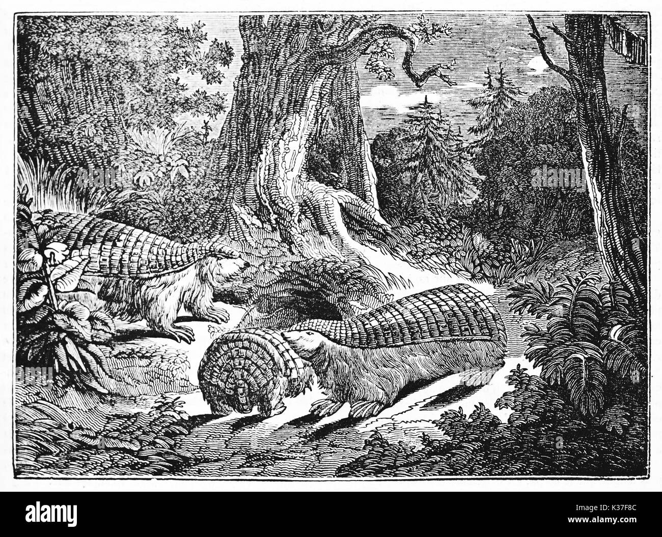 pink fairy armadillo family in the deep vegetation of a forest, scientific name is Chlamyphorus truncatus. Old Illustration by unidentified author published on Magasin Pittoresque Paris 1834 Stock Photo