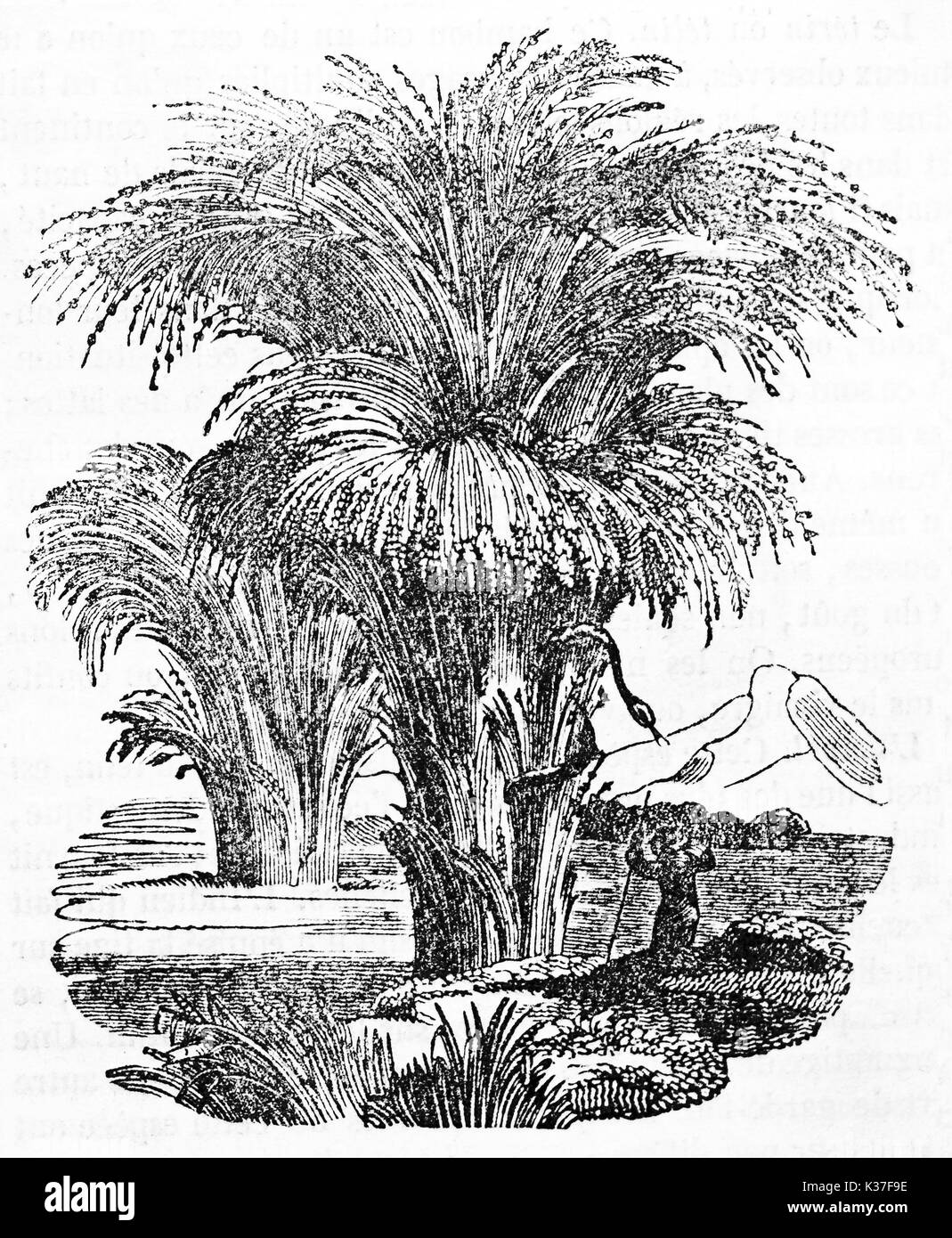 Old botanical illustration of two luxuriant bamboo bushes in the nature. By unidentified author published on Magasin Pittoresque Paris 1834 Stock Photo