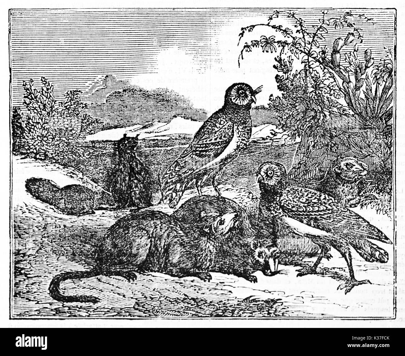 Burrowing owls (Athene cunicularia) nest and roost in burrows such as those excavated by prairie dogs (Cynomys spp.). Old Illustration by unidentified author published on Magasin Pittoresque Paris 1834 Stock Photo