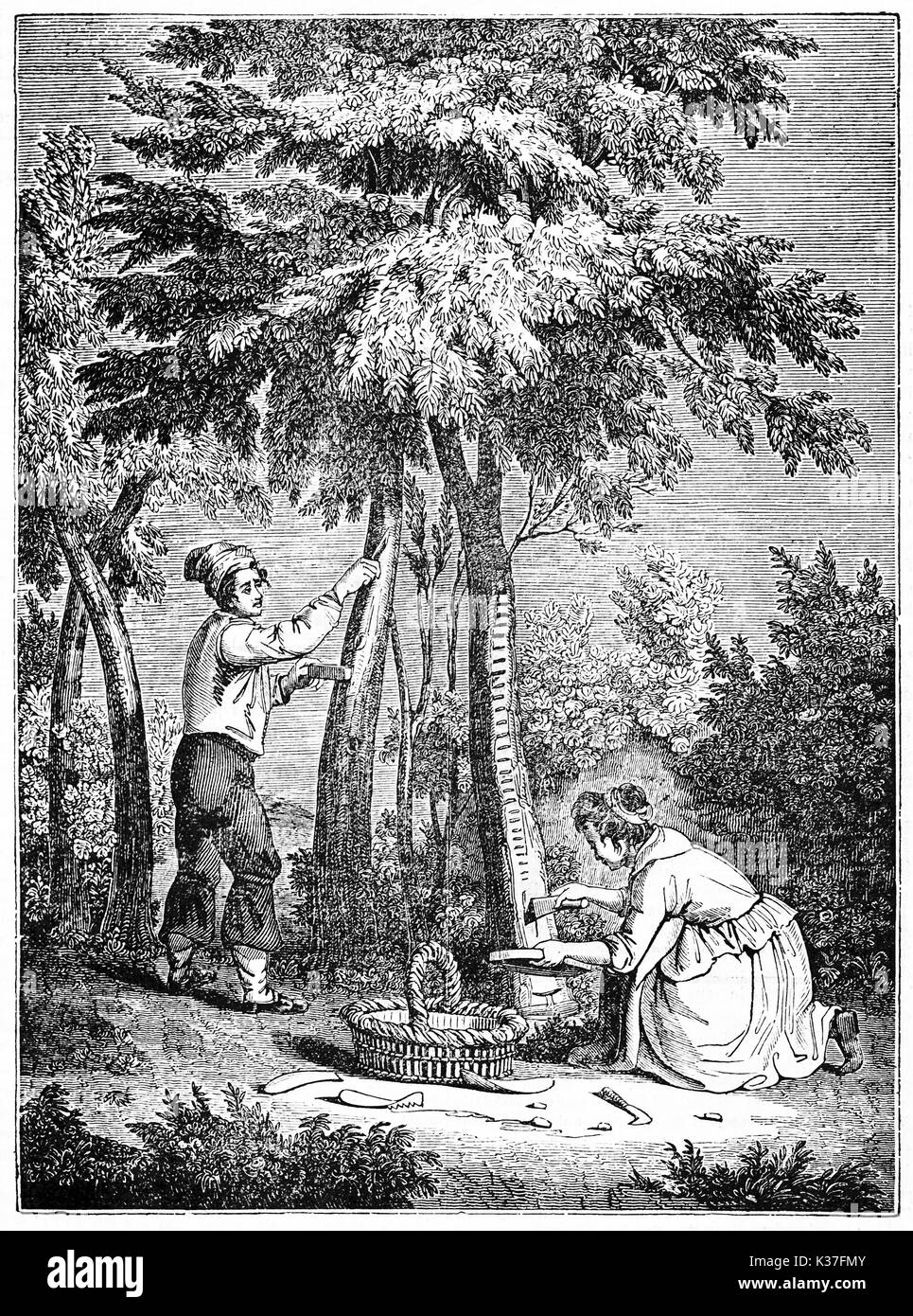 Fraxinus incision and manna harvesting by two medieval people. Old Illustration by unidentified author published on Magasin Pittoresque Paris 1834 Stock Photo