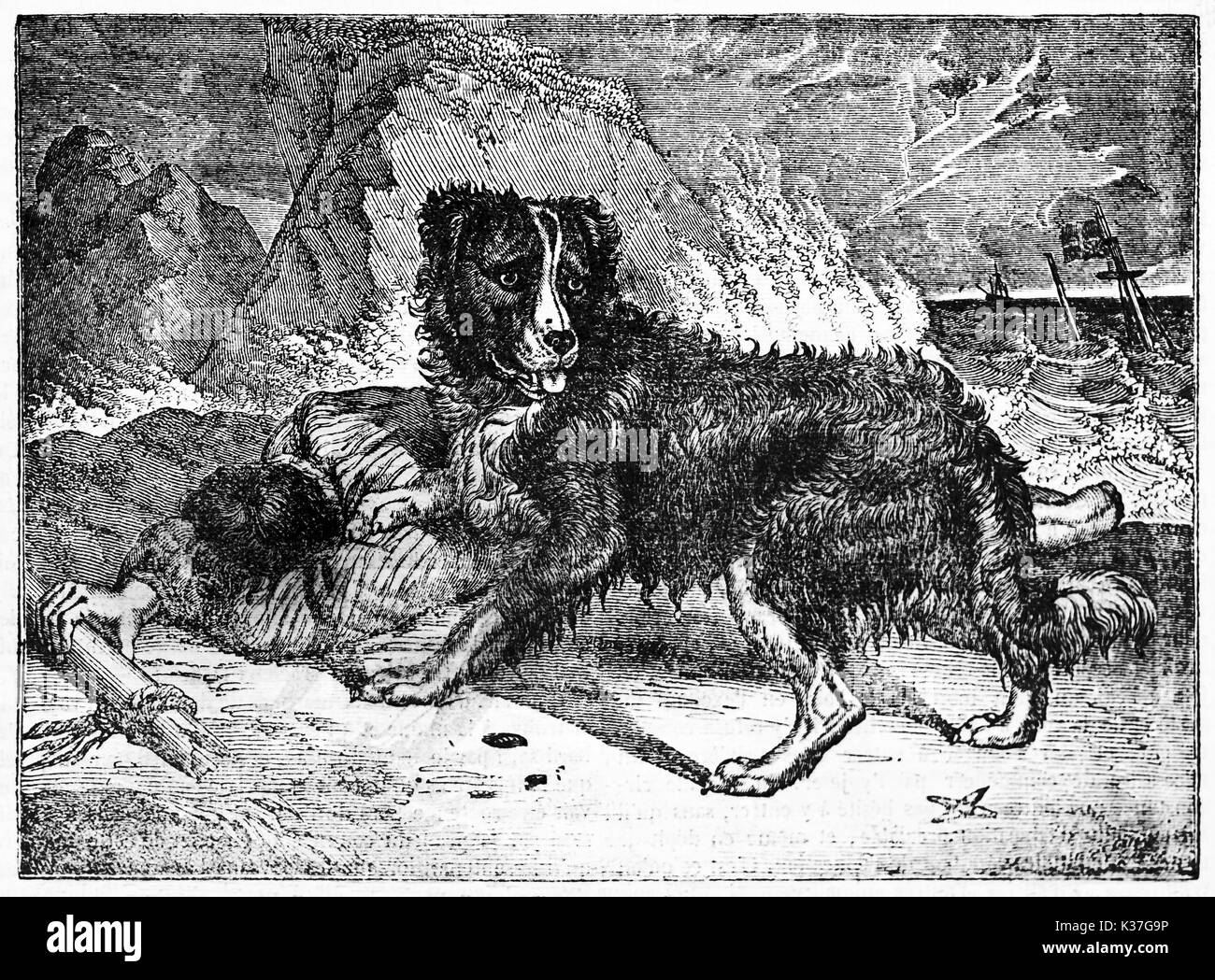 Alerted newfoundland dog and his owner lying after a shipwreck. Old Illustration by unidentified author, published on Magasin Pittoresque, Paris, 1834 Stock Photo