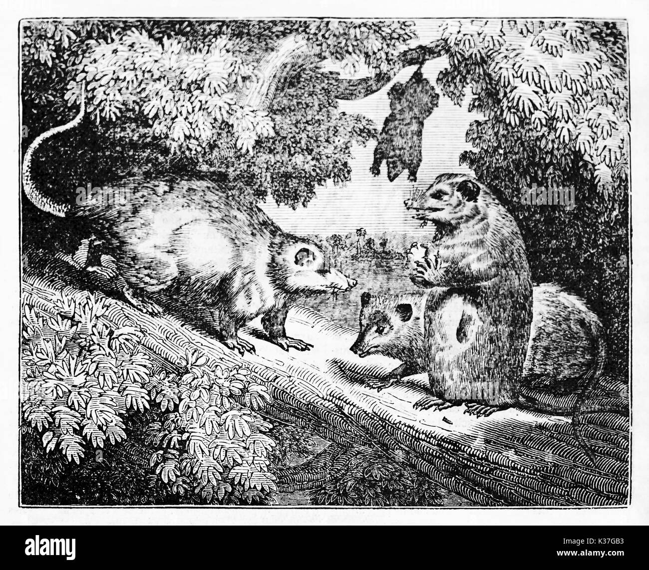 Virginia Opossums (Didelphis virginiana) in their natural environment, hided in a bush on a branch. Old Illustration by unidentified author, published on Magasin Pittoresque, Paris, 1834 Stock Photo
