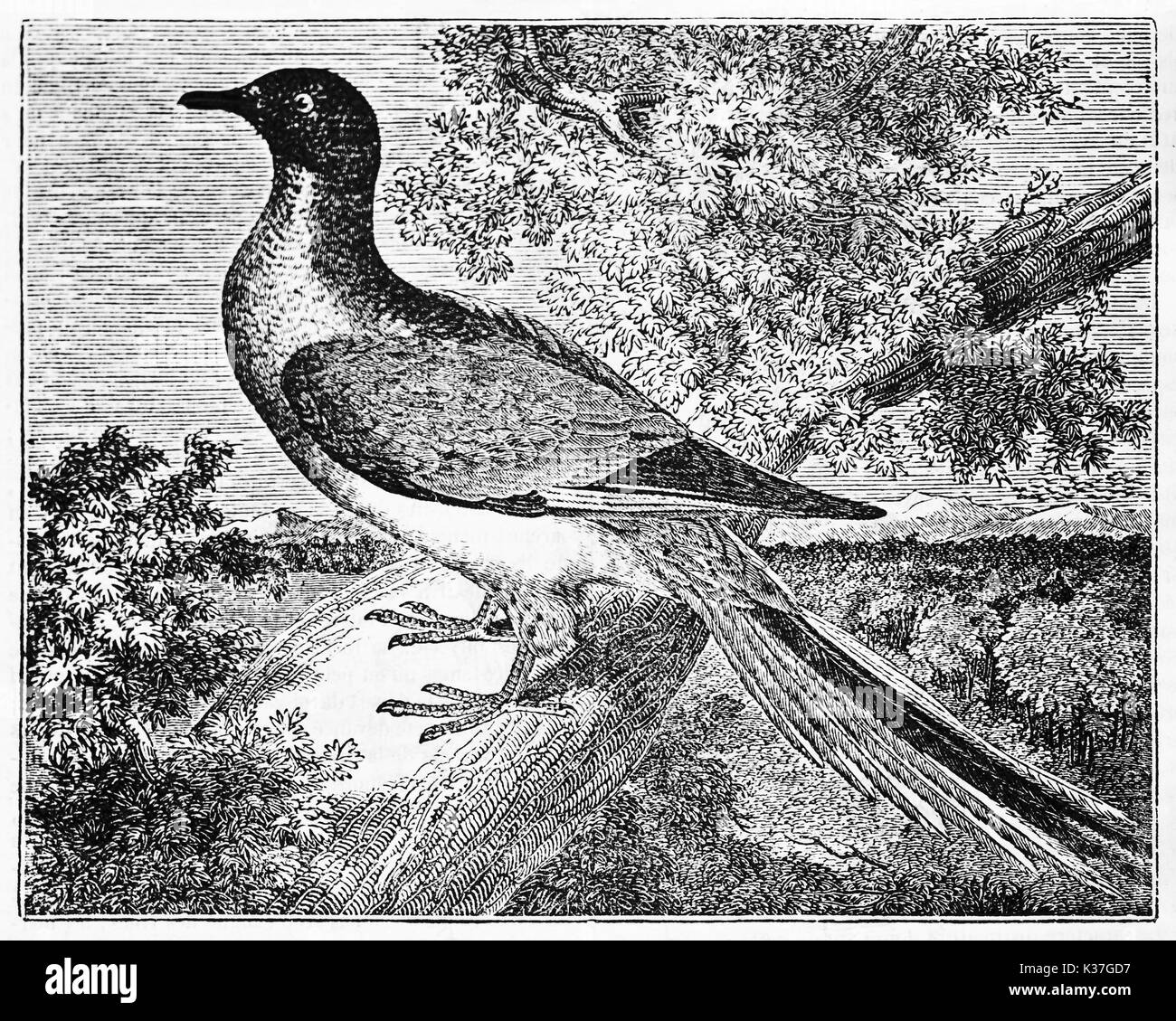 Bird on a branch, passenger pigeon (Ectopistes migratorius) extinct since 1914. Old Illustration by unidentified author, published on Magasin Pittoresque, Paris, 1834 Stock Photo