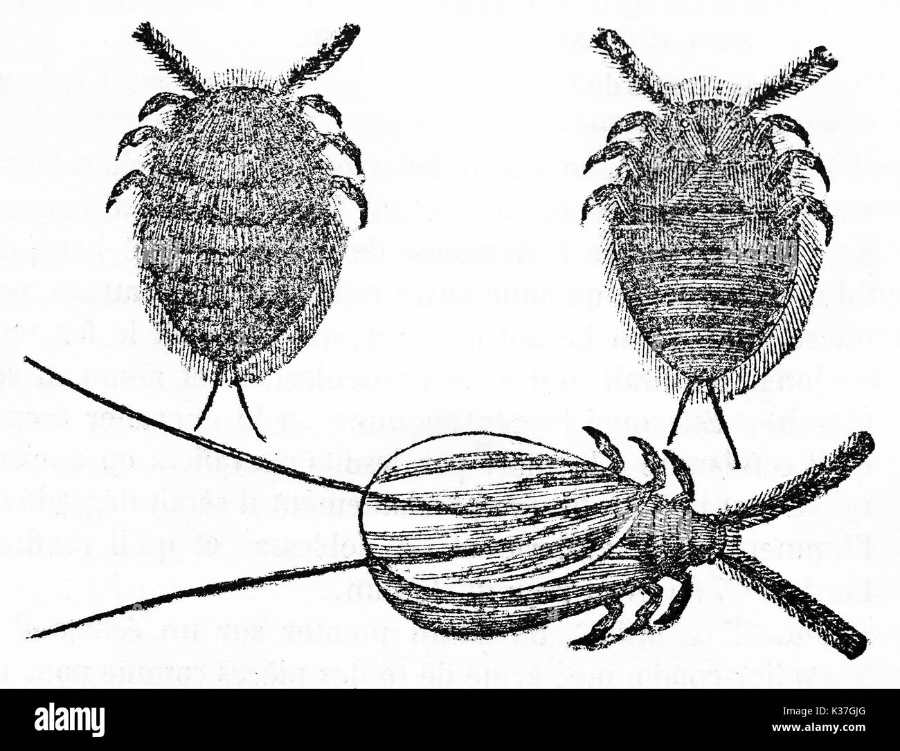 Three isolated Scale insect, small insects of the order Hemiptera, suborder Sternorrhyncha. Old Illustration by unidentified author published on Magasin Pittoresque Paris 1834 Stock Photo