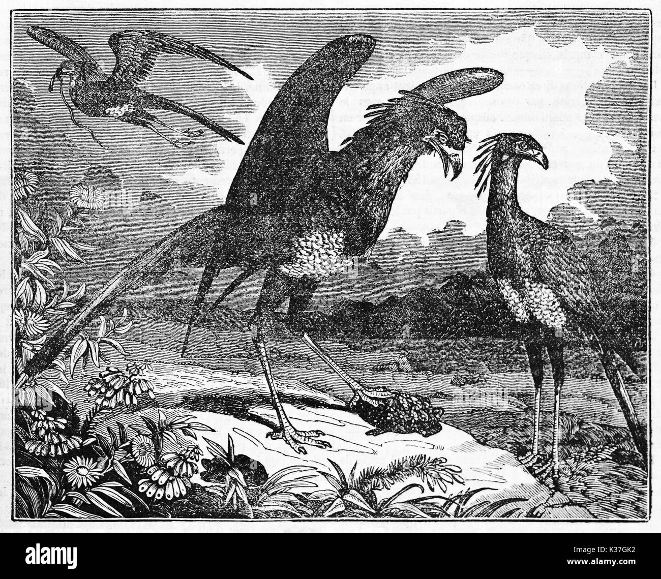 Secretarybird (Sagittarius serpentarius) in his natural environment courts a female exemplar. Old Illustration by unidentified author published on magasin Pittoresque Paris 1834 Stock Photo